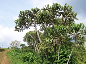 Discover the World’s Largest Succulent Plants: Nature’s Giant Wonders That Will Amaze You - image 8