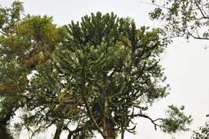 Discover the World’s Largest Succulent Plants: Nature’s Giant Wonders That Will Amaze You - image 0