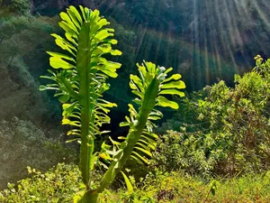 Discover the World’s Largest Succulent Plants: Nature’s Giant Wonders That Will Amaze You - image 11