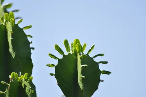 Discover the World’s Largest Succulent Plants: Nature’s Giant Wonders That Will Amaze You - image 7