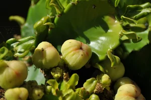 Discover the World’s Largest Succulent Plants: Nature’s Giant Wonders That Will Amaze You - image 1