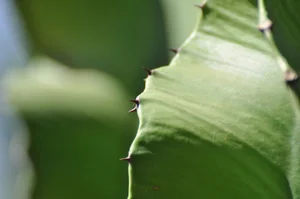 Discover the World’s Largest Succulent Plants: Nature’s Giant Wonders That Will Amaze You - image 4