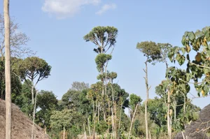 Discover the World’s Largest Succulent Plants: Nature’s Giant Wonders That Will Amaze You - image 3