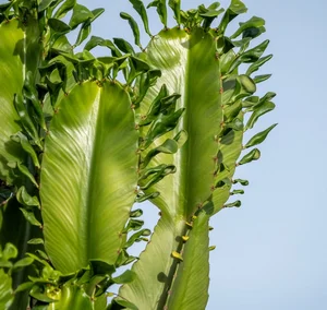 Discover the World’s Largest Succulent Plants: Nature’s Giant Wonders That Will Amaze You - image 6