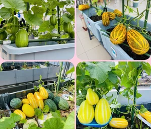 Picture-Perfect Rooftop Garden: A Green Oasis in Dong Nai, Vietnam - image 8