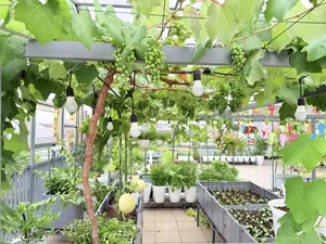 Picture-Perfect Rooftop Garden: A Green Oasis in Dong Nai, Vietnam - image 5