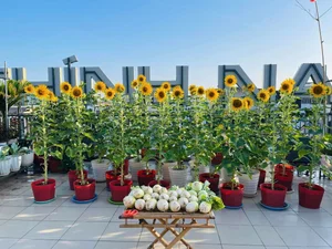 Picture-Perfect Rooftop Garden: A Green Oasis in Dong Nai, Vietnam - image 7