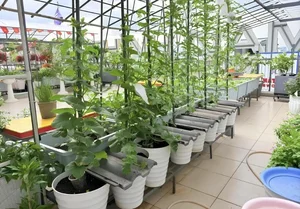 Picture-Perfect Rooftop Garden: A Green Oasis in Dong Nai, Vietnam - image 1