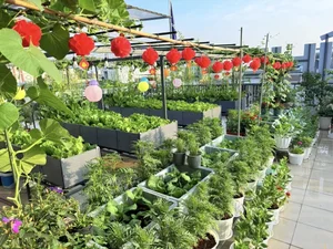 Picture-Perfect Rooftop Garden: A Green Oasis in Dong Nai, Vietnam - image 4