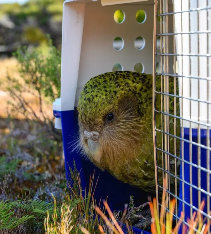 Meet the Kakapo: The World’s Only Flightless Parrot and Expert Tree Climber