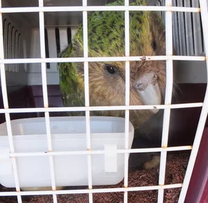 Meet the Kakapo: The World’s Only Flightless Parrot and Expert Tree Climber - image 3