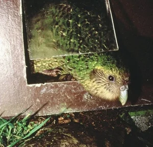 Meet the Kakapo: The World’s Only Flightless Parrot and Expert Tree Climber - image 2