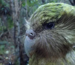 Meet the Kakapo: The World’s Only Flightless Parrot and Expert Tree Climber - image 8