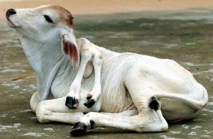 Incredible and Rare Mutant Animals Discovered in the Wild - image 3