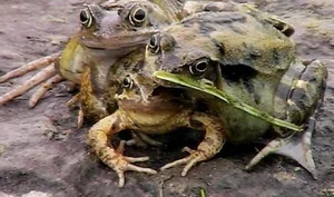 Incredible and Rare Mutant Animals Discovered in the Wild - image 4