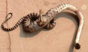 Incredible and Rare Mutant Animals Discovered in the Wild - image 0