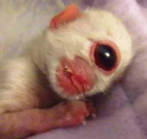 Incredible and Rare Mutant Animals Discovered in the Wild - image 5