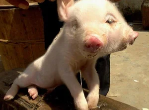 Incredible and Rare Mutant Animals Discovered in the Wild - image 6