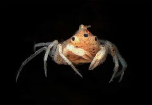 Incredible and Rare Mutant Animals Discovered in the Wild - image 1