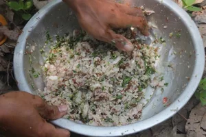 Exploring the Rare Weaver Ant Fish Salad of Rơ Măm Village in Kon Tum - image 7