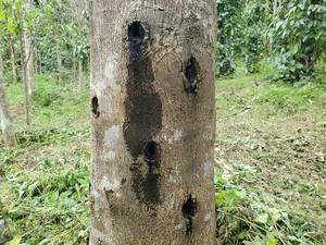 Vietnam's Forest Diamonds: The Incredible Value of Rare Wood Species - image 3