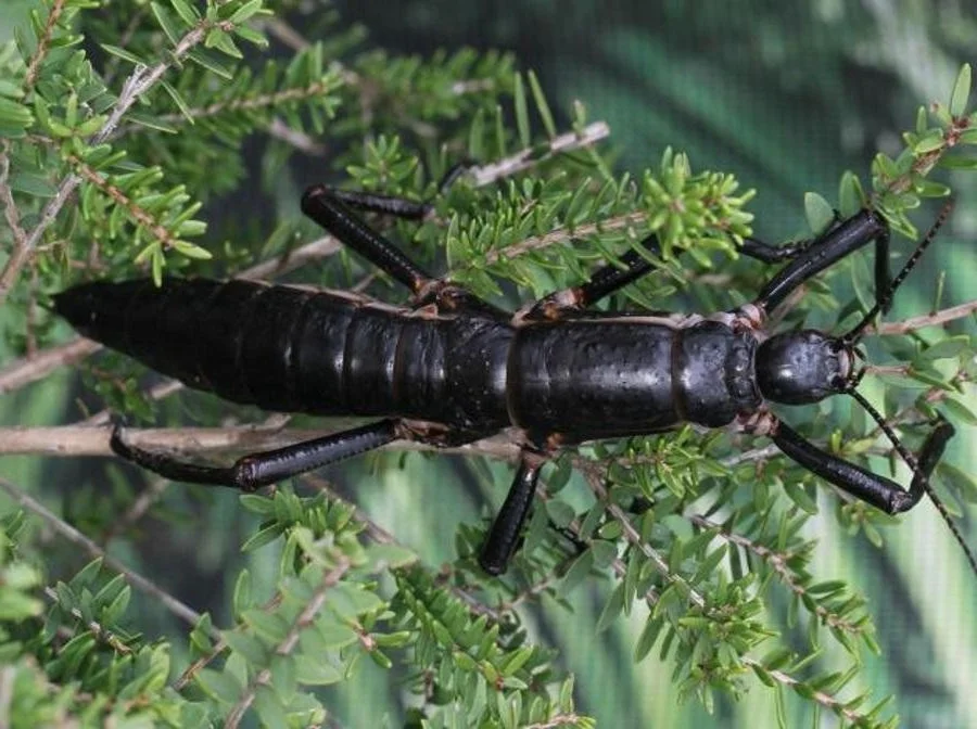 Incredible Discovery: Rare Insect Reappears After a Century of Extinction