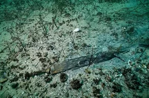 Archaeologists Recover Rare Roman Artifacts from the Depths of a Swiss Lake - image 8