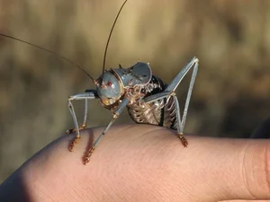 Meet the Armored Creature with Extraordinary Survival Abilities - image 2