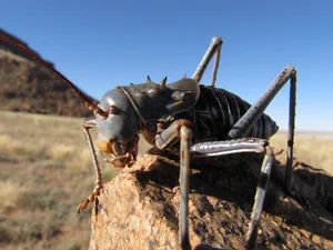 Meet the Armored Creature with Extraordinary Survival Abilities - image 6