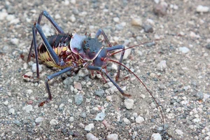 Meet the Armored Creature with Extraordinary Survival Abilities - image 7
