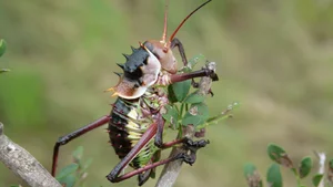 Meet the Armored Creature with Extraordinary Survival Abilities - image 1