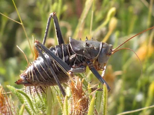 Meet the Armored Creature with Extraordinary Survival Abilities - image 4