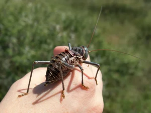 Meet the Armored Creature with Extraordinary Survival Abilities - image 0