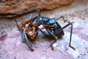 Meet the Armored Creature with Extraordinary Survival Abilities - image 3