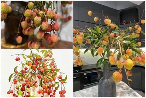 Unique Decorative Lychee Branches Become Latest Market Trend - image 4
