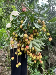 Unique Decorative Lychee Branches Become Latest Market Trend - image 6