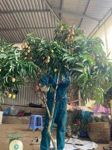 Unique Decorative Lychee Branches Become Latest Market Trend - image 1