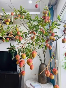 Unique Decorative Lychee Branches Become Latest Market Trend - image 8