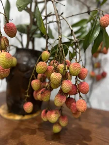 Unique Decorative Lychee Branches Become Latest Market Trend - image 2
