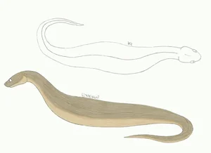 The Mystery of the Snake-Like Creature That Moves Like an Inchworm - image 8