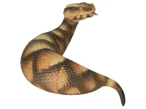 The Mystery of the Snake-Like Creature That Moves Like an Inchworm - image 6