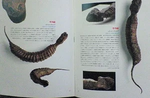 The Mystery of the Snake-Like Creature That Moves Like an Inchworm - image 9