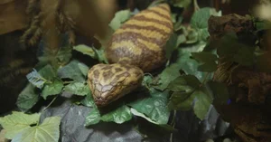 The Mystery of the Snake-Like Creature That Moves Like an Inchworm - image 4