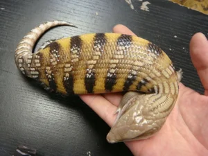 The Mystery of the Snake-Like Creature That Moves Like an Inchworm - image 2