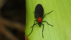 Massive Love Bug Outbreak in Seoul: Environmental Impact and Resident Reactions - image 1