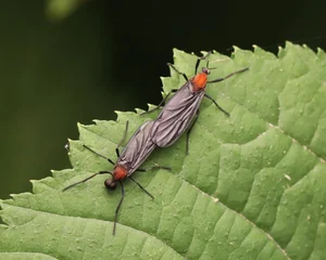 Massive Love Bug Outbreak in Seoul: Environmental Impact and Resident Reactions - image 2