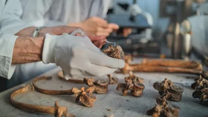 The Mysterious Human Species That Coexisted With Us for 100,000 Years - image 2