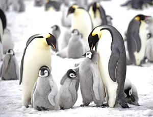 15 Mind-Blowing Facts About Antarctica, the Coldest Continent on Earth - image 0