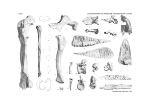 Discover the Mystery of Egypt's Giant Horned Dinosaur Species - image 1
