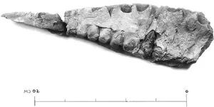 Discover the Mystery of Egypt's Giant Horned Dinosaur Species - image 0